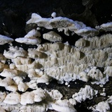 Sarcodontia pachyodon image