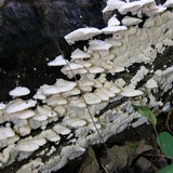 Sarcodontia pachyodon image