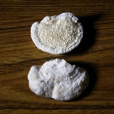 Sarcodontia pachyodon image