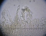 Helvella latispora image