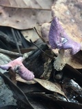 Gymnopus iocephalus image