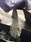 Gymnopus iocephalus image