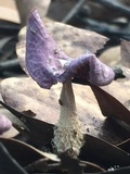 Gymnopus iocephalus image