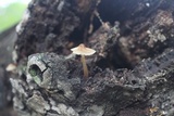 Mycena nivicola image
