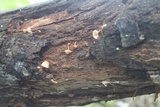 Mycena nivicola image