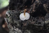 Mycena nivicola image