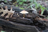 Mycena nivicola image