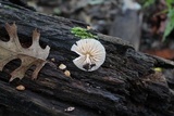 Mycena nivicola image
