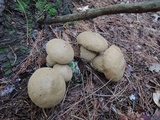 Lycoperdon lividum image