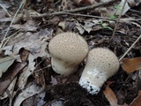 Lycoperdon echinatum image