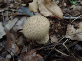 Lycoperdon echinatum image