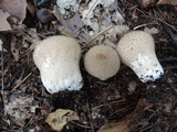 Lycoperdon echinatum image
