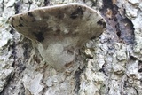 Fomes fasciatus image