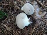 Lycoperdon lividum image