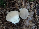 Lycoperdon lividum image