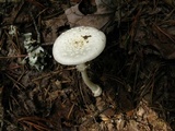 Amanita multisquamosa image