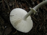 Amanita multisquamosa image