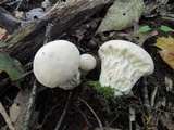 Lycoperdon excipuliforme image