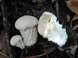 Lycoperdon excipuliforme image