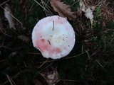 Russula silvestris image