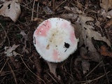 Russula silvestris image