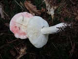 Russula silvestris image