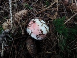 Russula silvestris image