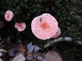 Russula silvicola image