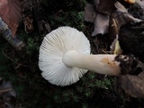 Russula silvicola image