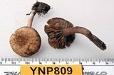 Pseudoomphalina angelesiana image