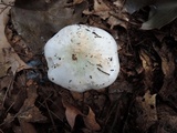 Tricholoma subresplendens image
