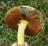 Pulveroboletus ravenelii image