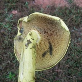 Pulveroboletus ravenelii image