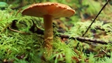 Cystodermella cinnabarina image