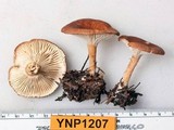 Clitocybe squamulosa var. montana image