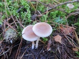 Mycena rosea image