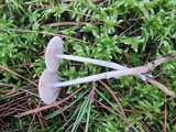 Mycena rosea image