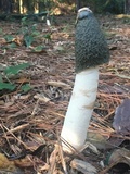 Phallus ravenelii image