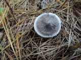 Tricholoma triste image