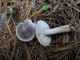 Tricholoma triste image