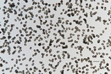 Inocybe fraudans image