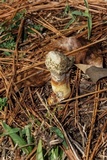 Ganoderma curtisii image