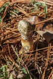 Ganoderma curtisii image
