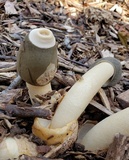 Phallus ravenelii image