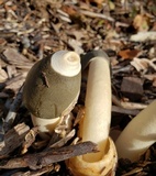 Phallus ravenelii image
