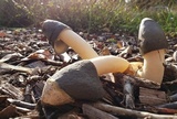 Phallus ravenelii image