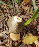 Phallus ravenelii image