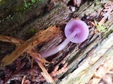 Chromosera cyanophylla image