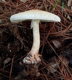 Amanita daucipes image
