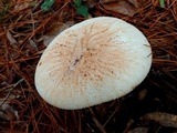 Amanita daucipes image